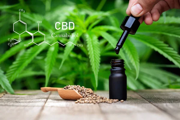 Cannabis Van Formule Cbd Cannabidiol Hennepzaad Druppel Die Een Biologische — Stockfoto