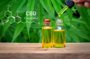 CBD Kimya Formülü, yeşil marihuana yaprağı arka planındaki kavanozdan çıkan bitkisel ve ekolojik kenevir bitkisinin bitkisel cbd yağını damlatan damla. tıbbi esrar kavramı.