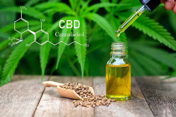 Cbd Chemical Formula Droplet Dosing Biological Ecological Cáñamo Plant Herbal — Foto de Stock
