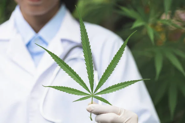 Egy Tudós Portréja Amint Kendernövényeket Ellenőriz Egy Üvegházban Marijuana Kutatás — Stock Fotó