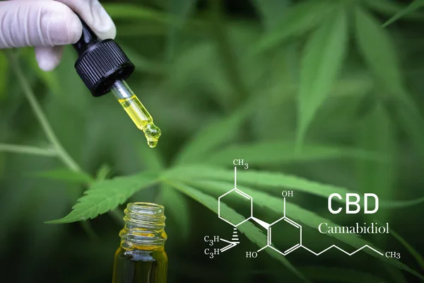 Cbd Elementen Cannabis Handen Van Wetenschappers Die Marihuana Olie Laten — Stockfoto