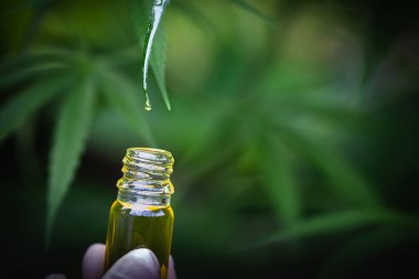 Bir damla kenevir yağı, pipette CBD kenevir yağı, tıbbi marihuana konsepti