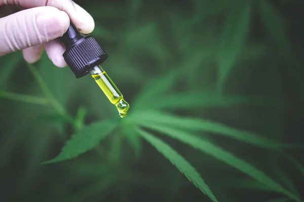 Doctor Está Investigando Aceite Cáñamo Investigación Hierbas Cannabis Marihuana Medicinal — Foto de Stock