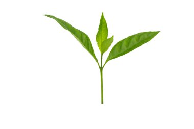 Beyaz arka planda izole edilmiş genç bitki