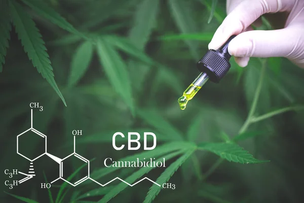 Cannabisolie Cbd Olie Cannabisextract Medicinaal Cannabisconcept — Stockfoto