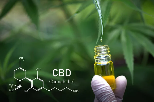 Cannabisolie Cbd Olie Cannabisextract Medicinaal Cannabisconcept — Stockfoto