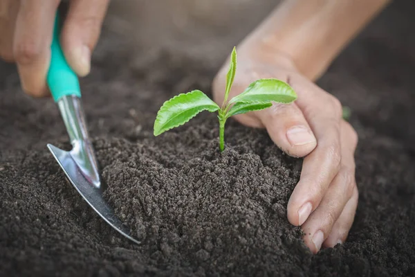 Adamların iki eli arka topraklara fideleri ekiyor ve konsepti kurtarıyordu..