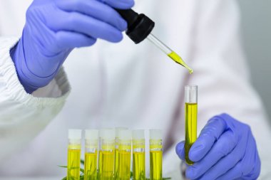 Deney ve araştırma için marihuana yağı atan bilim adamlarının elleri, kavanozdan çıkan bitkisel kenevir bitkisi, bitkisel CBD yağı..