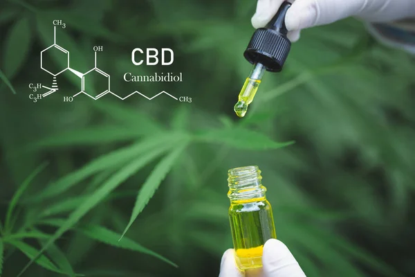 Cannabis Formeln Cbd Cannabidiol Hampaolja Cbd Olja Cannabisextrakt Medicinskt Cannabiskoncept — Stockfoto