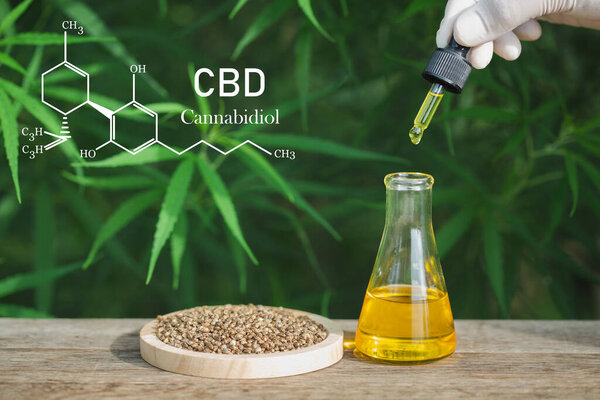 CBD elements, Hand holding Pipette with cannabis oil against Cannabis plant. CBD oil hemp, Medicinal marijuana with extract oil in a bottle. Medical marijuana concept