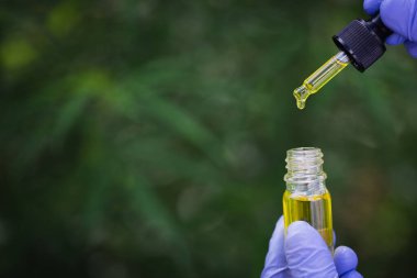 Deney ve araştırma için marihuana yağı atan bilim adamlarının elleri, kavanozdan çıkan bitkisel kenevir bitkisi, bitkisel CBD yağı..