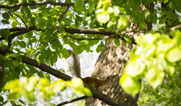 Een Vurige Rode Eekhoorn Boom — Stockfoto