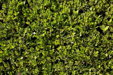 Yeşil bush için arka plan