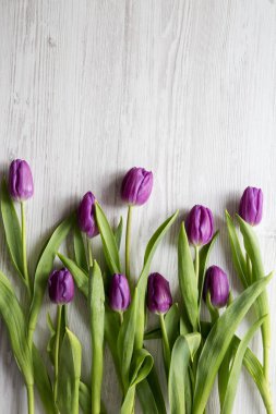 Beyaz ahşap zemin üzerinde havai görünümü, mor laleler. Düz, Tepegöz, yukarıdan yatıyordu. Kopya alanı.