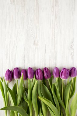 Üstten Görünüm, mor laleler Beyaz ahşap zemin üzerinde. Düz, Tepegöz, yukarıdan yatıyordu. Metin için yer.