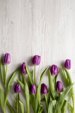 Mor laleler Beyaz ahşap arka planda, havai görünümü. Yat, yukarıdan görünüm, top. Yakın çekim. Kopya alanı.