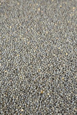 Fransız yeşil mercimek kuru, görünümü yan. 