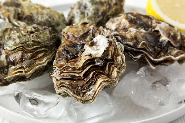 Fresh oysters on ice on a plate, side view. Close-up. — Stock Photo, Image