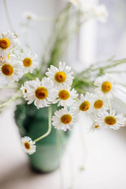 bir Vazoda beyaz papatya.