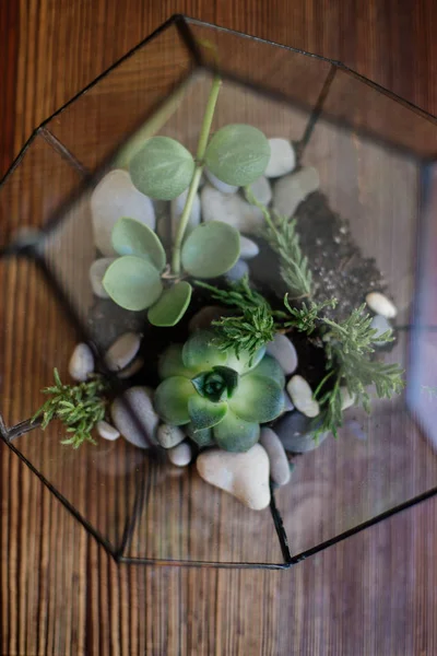 Glass florarium on the table. — Stock Photo, Image