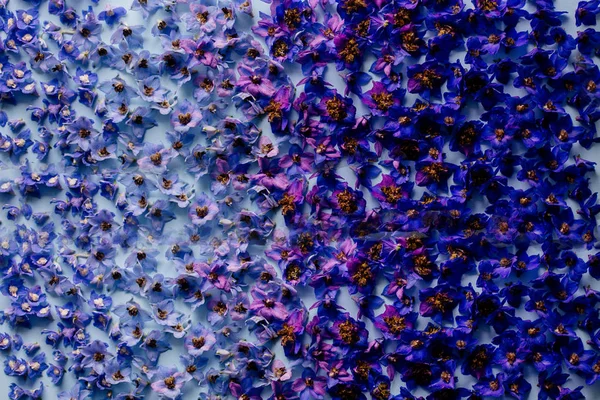 Patrón de flores azules . — Foto de Stock