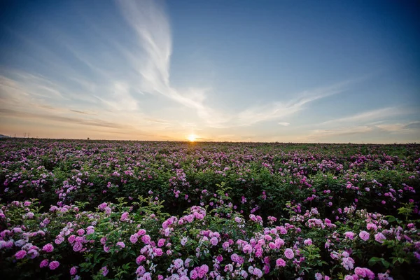 Ceai Rose Field . — Fotografie, imagine de stoc