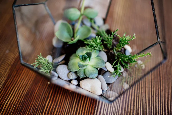 Glass florarium on the table. — Stock Photo, Image