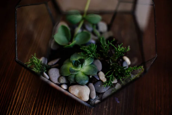 Glass florarium on the table. — Stock Photo, Image