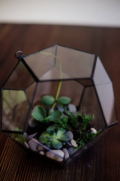 Glass florarium on the table. — Stock Photo, Image