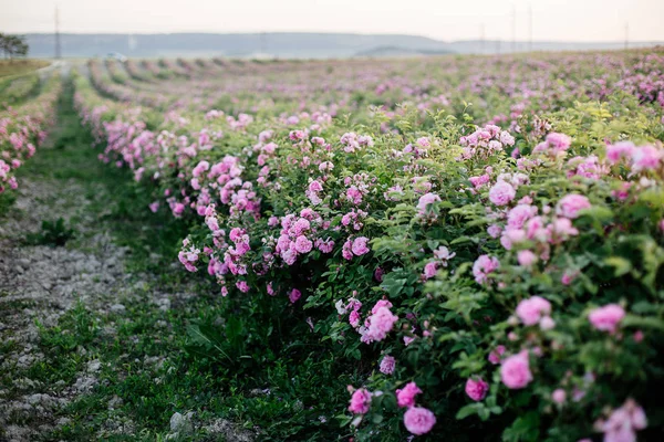 Tea Rose Field.