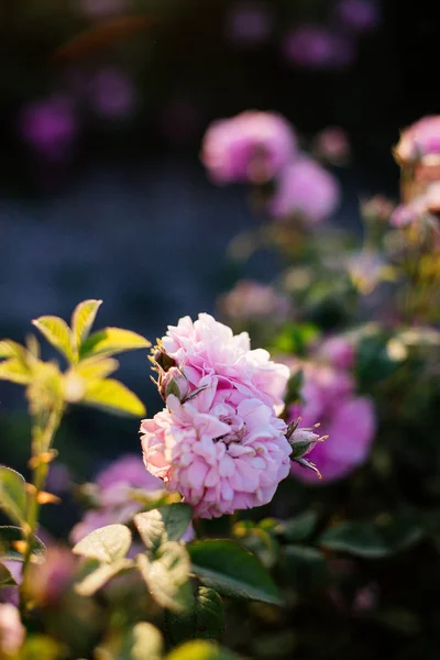 Tea Rose Field.