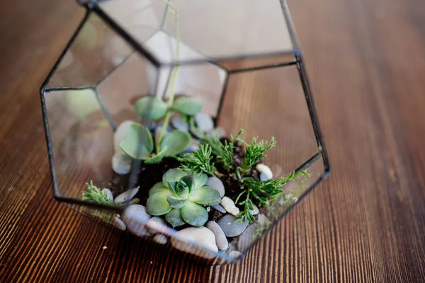Glass florarium on the table. — Stock Photo, Image