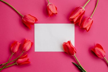 Lale ve bir beyaz sayfa.