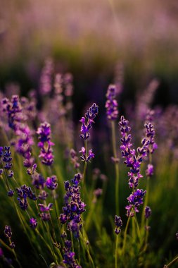 Alan çiçek açan lavanta.