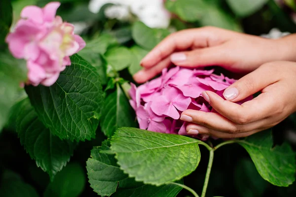Nazik manikür ve ortanca.