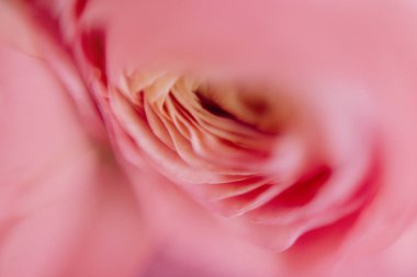 Yaşayan mercan ranunculus bokeh arkaplanı.