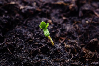 Yakın esrar, Kenevir tohumu beyaz arka plan üzerinde izole düz bir çizgi düzenlenmiş