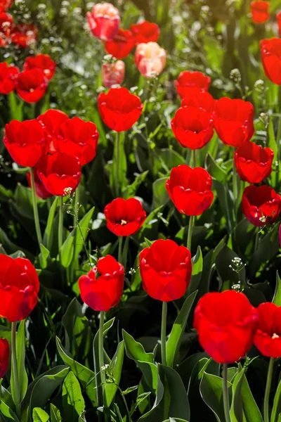 Group Beautiful Red Tulips Growing Garden Lit Sunlight Springtime Flowers — Stock Photo, Image