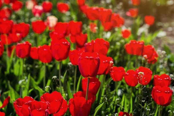 Group Beautiful Red Tulips Growing Garden Lit Sunlight Springtime Flowers — Stock Photo, Image