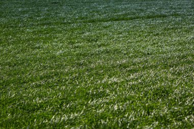 yeşil tarla ve mavi gökyüzü