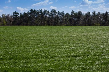 yeşil tarla ve mavi gökyüzü