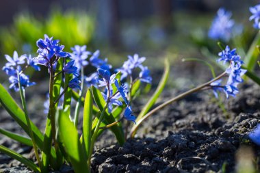 Mavi squills: mor bahar çiçekleri arka plan, vahşi bluebell bahar