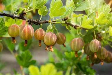 Tatlı olgun yeşil bektaşi (agrus) Bahçe ile şube