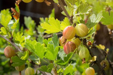 Tatlı olgun yeşil bektaşi (agrus) Bahçe ile şube