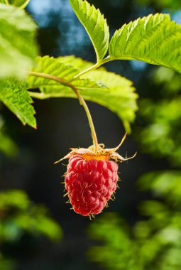 Meyve bahçesindeki bir dala asılı olgun organik ahududu.