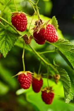 Meyve bahçesindeki bir dala asılı olgun organik ahududu.