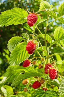 Meyve bahçesindeki bir dala asılı olgun organik ahududu.