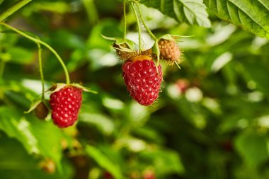 Meyve bahçesindeki bir dala asılı olgun organik ahududu.