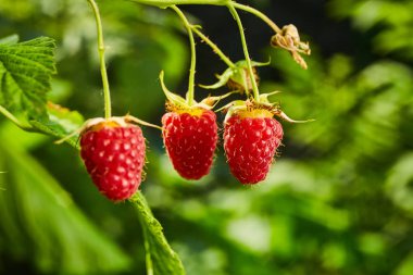 Meyve bahçesindeki bir dala asılı olgun organik ahududu.