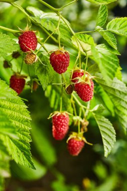 Meyve bahçesindeki bir dala asılı olgun organik ahududu.